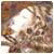 zollengesply's Avatar