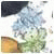 Accigreen's Avatar