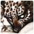 Eqqkamueokawa's Avatar